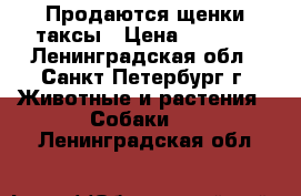 Продаются щенки таксы › Цена ­ 4 000 - Ленинградская обл., Санкт-Петербург г. Животные и растения » Собаки   . Ленинградская обл.